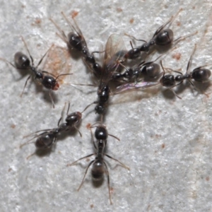 Anonychomyrma sp. (genus) at Hackett, ACT - 15 Oct 2019 12:03 PM