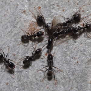 Anonychomyrma sp. (genus) at Hackett, ACT - 15 Oct 2019