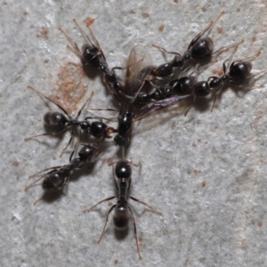 Anonychomyrma sp. (genus) at Hackett, ACT - 15 Oct 2019 12:03 PM