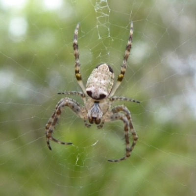 Plebs eburnus (Eastern bush orb-weaver) at Flynn, ACT - 14 Oct 2019 by Christine