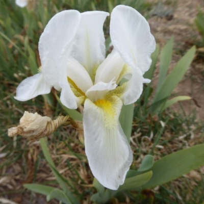 Iris germanica (Tall Bearded Iris) at Fyshwick, ACT - 14 Oct 2019 by Christine