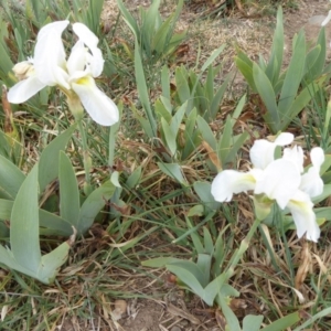 Iris germanica at Fyshwick, ACT - 14 Oct 2019