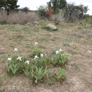 Iris germanica at Fyshwick, ACT - 14 Oct 2019