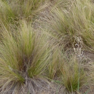 Nassella trichotoma at Jerrabomberra Wetlands - 12 Nov 2019 04:15 PM