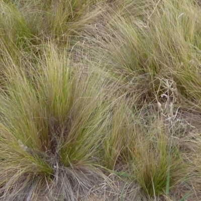 Nassella trichotoma (Serrated Tussock) at Fyshwick, ACT - 12 Nov 2019 by Christine