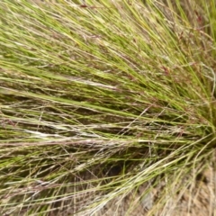 Nassella trichotoma at Jerrabomberra Wetlands - 12 Nov 2019 04:15 PM