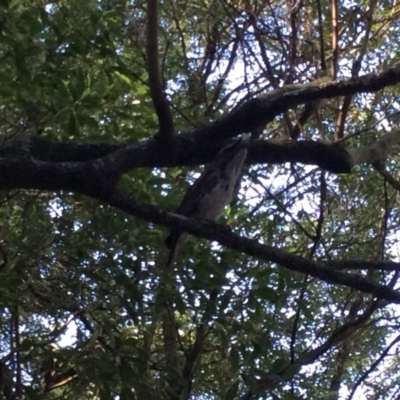 Podargus strigoides (Tawny Frogmouth) at Bowral - 14 Oct 2019 by BLSHTwo