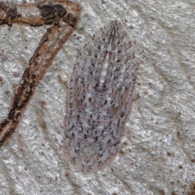 Stenocotis sp. (genus) (A Leafhopper) at Hackett, ACT - 15 Oct 2019 by TimL