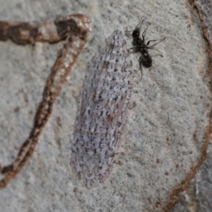 Stenocotis sp. (genus) at Hackett, ACT - 15 Oct 2019 12:04 PM