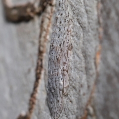 Stenocotis sp. (genus) at Hackett, ACT - 15 Oct 2019 12:04 PM