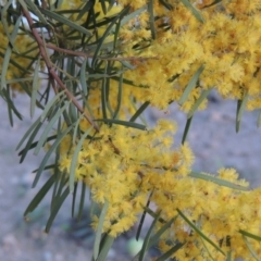 Acacia boormanii (Snowy River Wattle) at Monash, ACT - 2 Oct 2019 by michaelb