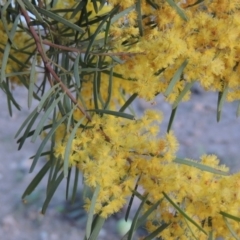 Acacia boormanii (Snowy River Wattle) at Tuggeranong Creek to Monash Grassland - 2 Oct 2019 by michaelb