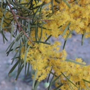 Acacia boormanii at Monash, ACT - 2 Oct 2019 08:06 PM