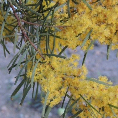 Acacia boormanii (Snowy River Wattle) at Monash, ACT - 2 Oct 2019 by michaelb