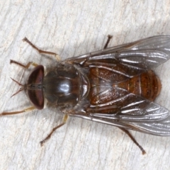 Scaptia testacea (March Fly) at Rosedale, NSW - 7 Oct 2019 by jb2602