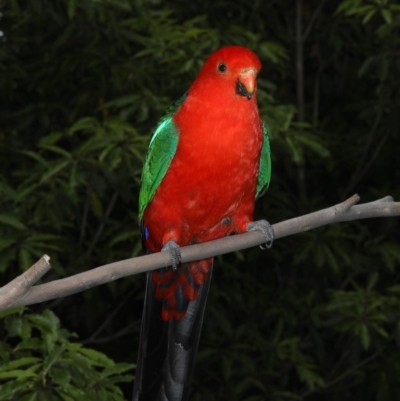 Alisterus scapularis (Australian King-Parrot) at Rosedale, NSW - 6 Oct 2019 by jbromilow50