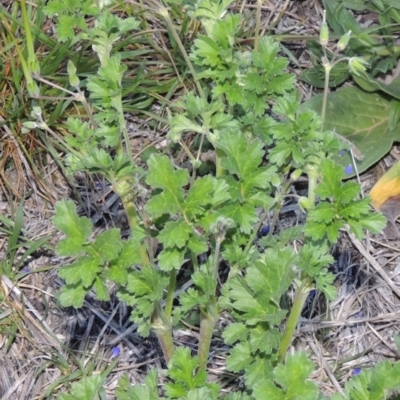 Erodium crinitum (Native Crowfoot) at Tuggeranong Creek to Monash Grassland - 2 Oct 2019 by michaelb