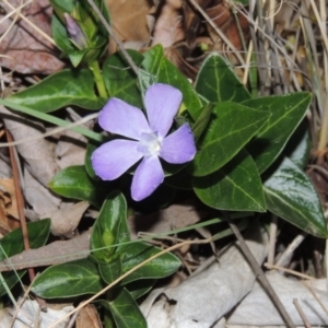 Vinca major at Isabella Plains, ACT - 2 Oct 2019 08:18 PM