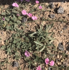 Convolvulus angustissimus subsp. angustissimus (Australian Bindweed) at Coombs Ponds - 15 Oct 2019 by Julief