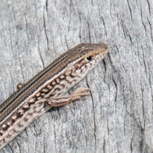 Ctenotus robustus at Chapman, ACT - 16 Oct 2019 09:42 AM