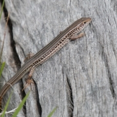 Ctenotus robustus at Chapman, ACT - 16 Oct 2019 09:42 AM