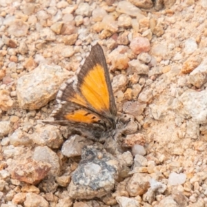 Lucia limbaria at Stromlo, ACT - 16 Oct 2019