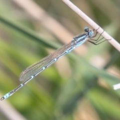 Austrolestes aridus (Inland Ringtail) at Chapman, ACT - 15 Oct 2019 by SWishart