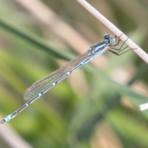 Austrolestes aridus at Chapman, ACT - 16 Oct 2019