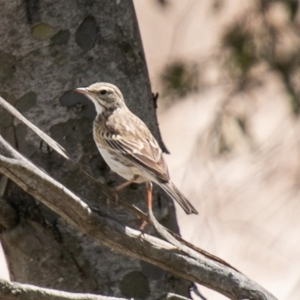 Anthus australis at Rendezvous Creek, ACT - 15 Oct 2019 11:34 AM