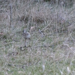 Anthus australis at Rendezvous Creek, ACT - 15 Oct 2019