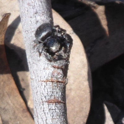 Simaethula sp. (genus) (A jumping spider) at Hackett, ACT - 15 Oct 2019 by Christine