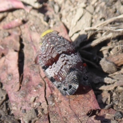 Platybrachys decemmacula (Green-faced gum hopper) at Hackett, ACT - 15 Oct 2019 by Christine