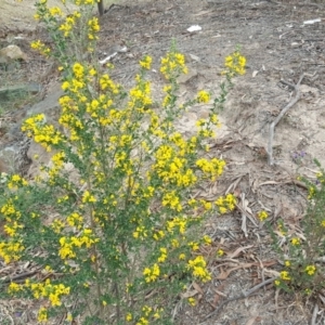 Genista monspessulana at Fadden, ACT - 16 Oct 2019