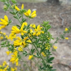 Genista monspessulana at Fadden, ACT - 16 Oct 2019 03:02 PM