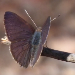 Erina hyacinthina (Varied Dusky-blue) at Point 4997 - 15 Oct 2019 by Christine