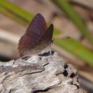 Erina hyacinthina at Hackett, ACT - 15 Oct 2019 03:41 PM