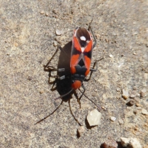 Melanerythrus mactans at Acton, ACT - 15 Oct 2019