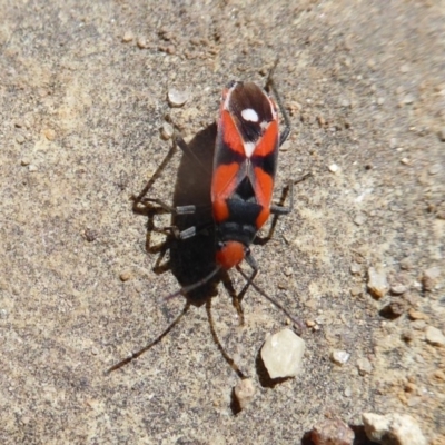 Melanerythrus mactans (A seed bug) at ANBG - 15 Oct 2019 by Christine
