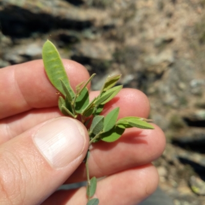 Unidentified Pea at Sutton, NSW - 15 Oct 2019 by samreid007