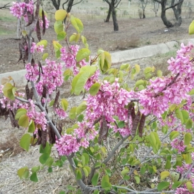 Cercis siliquastrum (Judas Tree) at Wanniassa Hill - 16 Oct 2019 by Mike