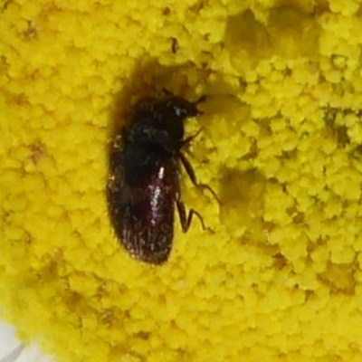 Dermestidae sp. (family) (Dermestid, carpet or hide beetles) at Acton, ACT - 15 Oct 2019 by Christine