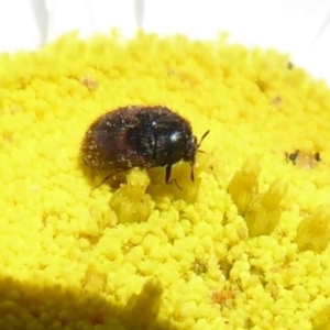 Dermestidae sp. (family) at Acton, ACT - 15 Oct 2019