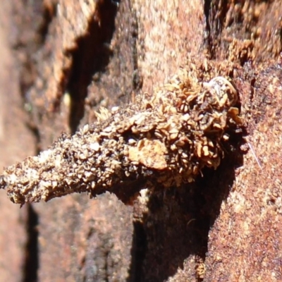 Lepidoscia (genus) IMMATURE (Unidentified Cone Case Moth larva, pupa, or case) at Hackett, ACT - 15 Oct 2019 by Christine