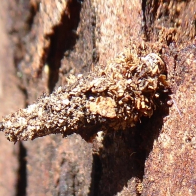 Lepidoscia (genus) IMMATURE (Unidentified Cone Case Moth larva, pupa, or case) at Point 4997 - 15 Oct 2019 by Christine