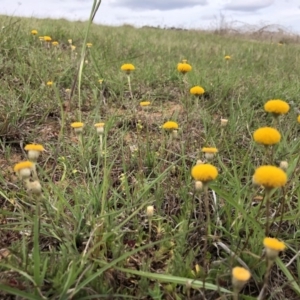 Leptorhynchos squamatus at Dunlop, ACT - 16 Oct 2019