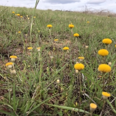 Leptorhynchos squamatus (Scaly Buttons) at Dunlop, ACT - 16 Oct 2019 by JasonC