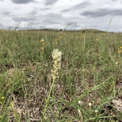 Stackhousia monogyna (Creamy Candles) at Dunlop, ACT - 16 Oct 2019 by JasonC