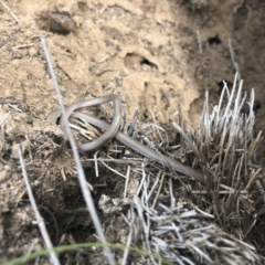 Aprasia parapulchella (Pink-tailed Worm-lizard) at Dunlop, ACT - 16 Oct 2019 by JasonC