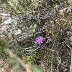 Thysanotus patersonii at Hackett, ACT - 5 Oct 2019