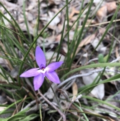 Glossodia major (Wax Lip Orchid) at Black Mountain - 5 Oct 2019 by JasonC